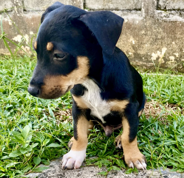 Puppy For Adoption - Mixed Breed Dog