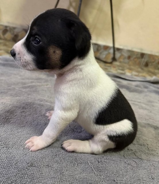 Oreo - Mixed Breed Dog