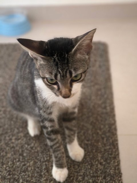 PF142211 - Domestic Short Hair Cat