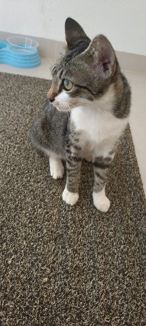 PF142211 - Domestic Short Hair Cat