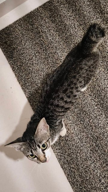 PF142211 - Domestic Short Hair Cat
