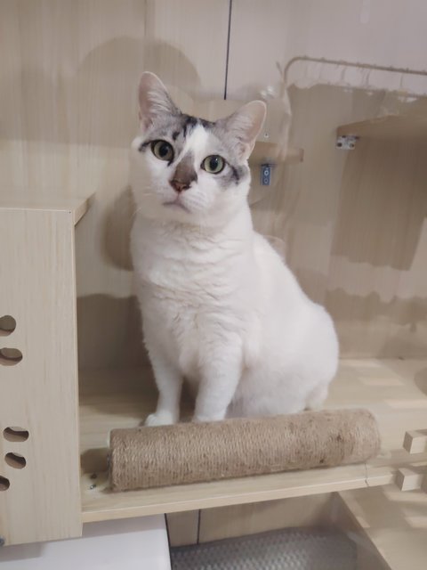 Xiaobai - Domestic Short Hair Cat