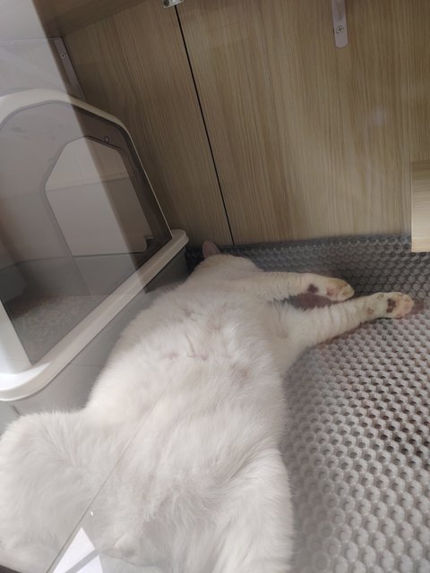 Xiaobai - Domestic Short Hair Cat