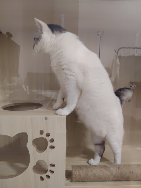 Xiaobai - Domestic Short Hair Cat