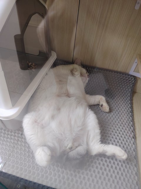 Xiaobai - Domestic Short Hair Cat