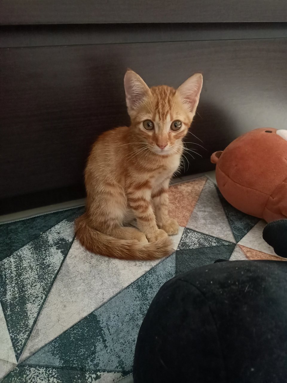 Stray Cat Ginger - Domestic Short Hair Cat