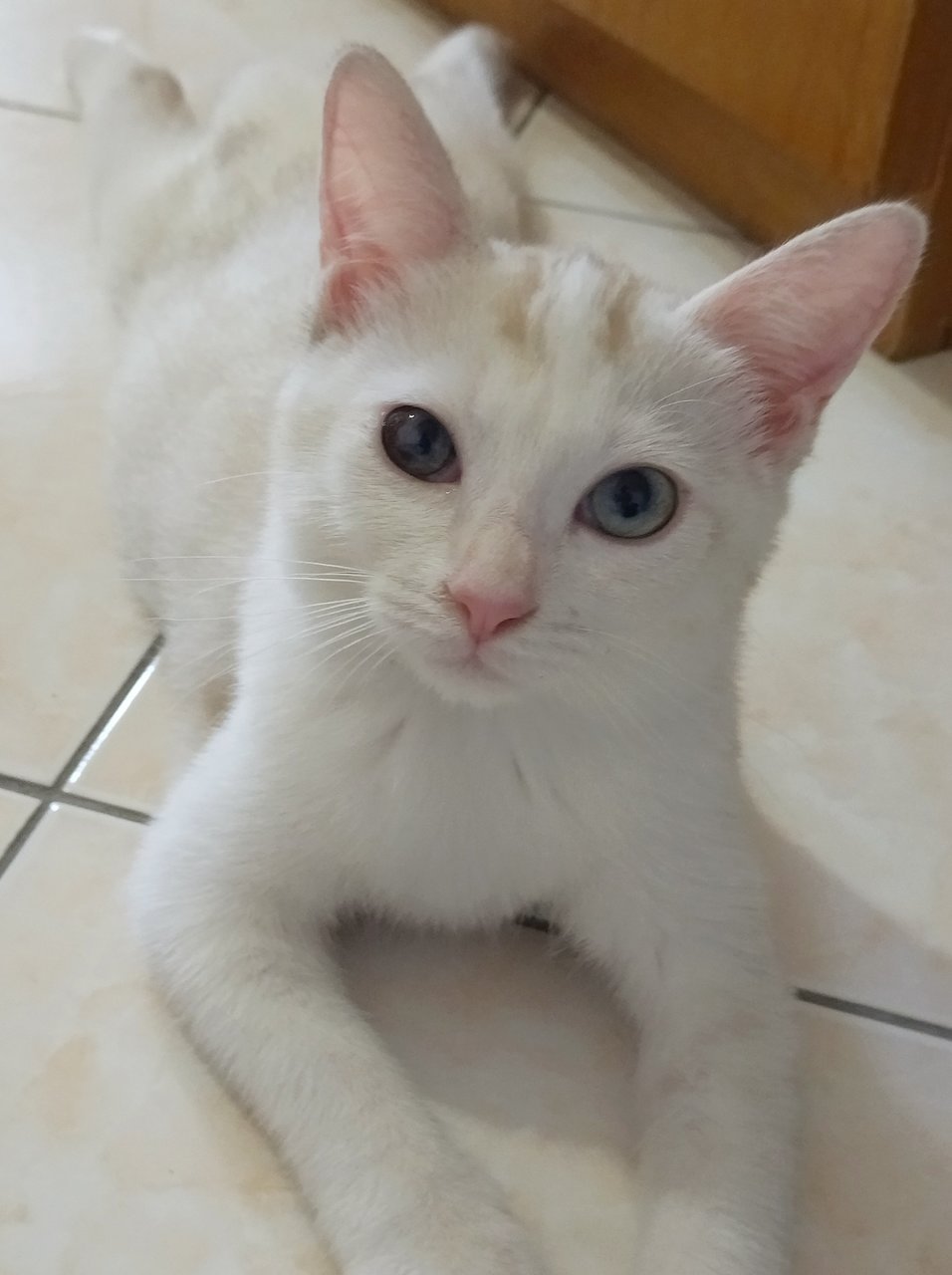 Soya - Domestic Short Hair Cat