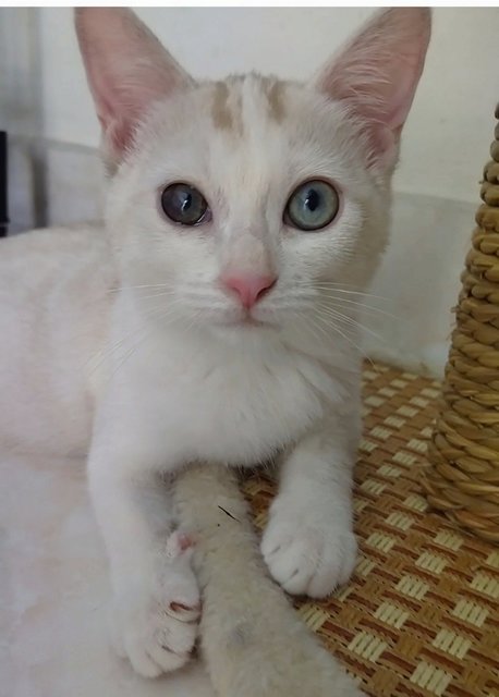Soya - Domestic Short Hair Cat