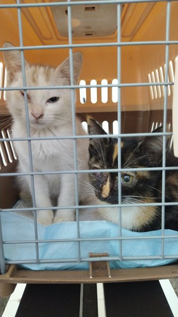 when soya was found with Tortie, her eye was bad...