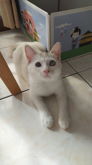 Soya - Domestic Short Hair Cat