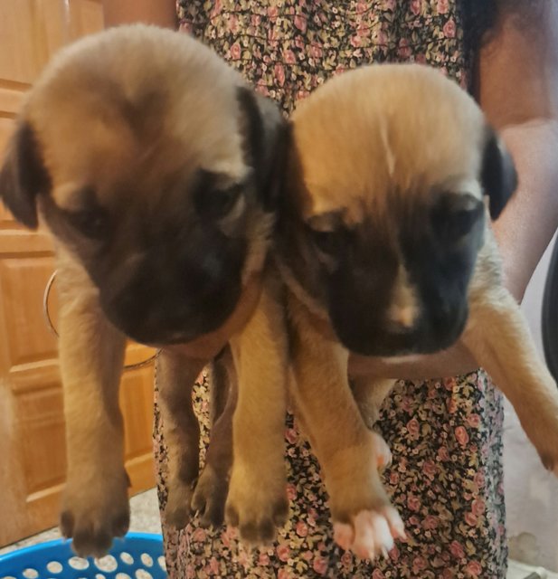Free For Adoption  - Mixed Breed Dog