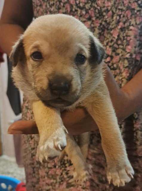 Free For Adoption  - Mixed Breed Dog