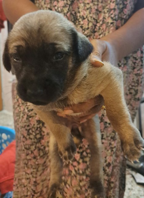 Free For Adoption  - Mixed Breed Dog
