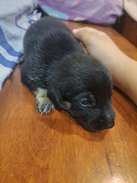 Free For Adoption  - Mixed Breed Dog
