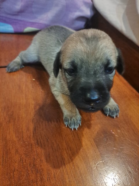 Free For Adoption  - Mixed Breed Dog