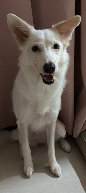 PF142243 - Mixed Breed Dog