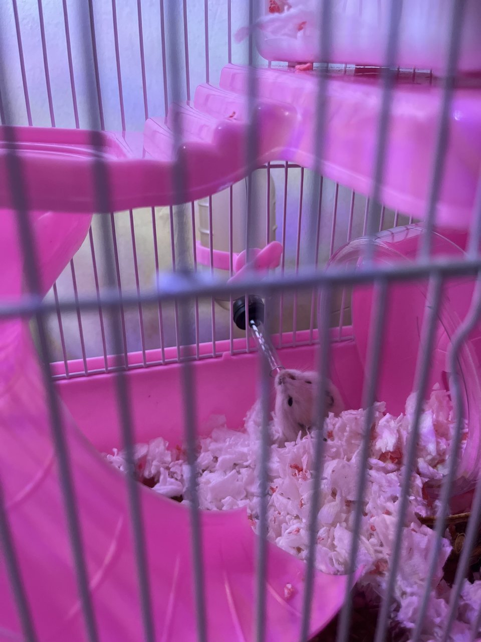 Snowie - Short Dwarf Hamster Hamster