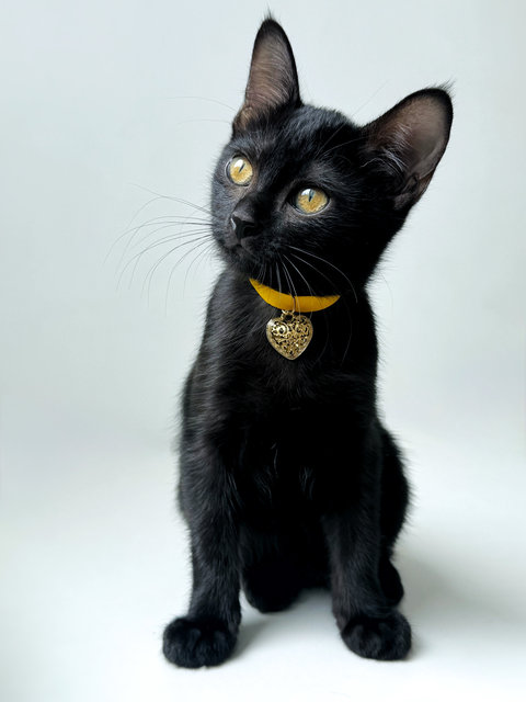 Plum - Domestic Short Hair Cat