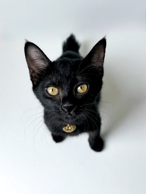 Plum - Domestic Short Hair Cat