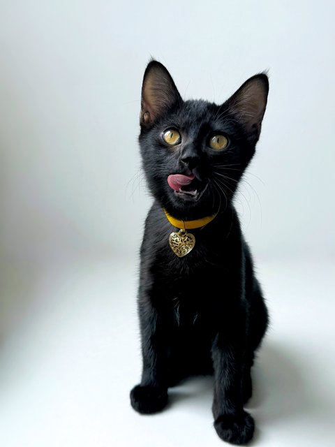 Plum - Domestic Short Hair Cat