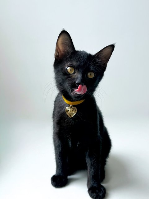 Plum - Domestic Short Hair Cat