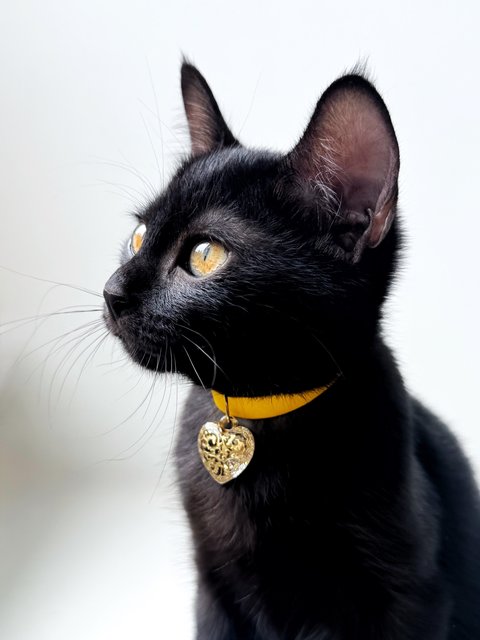 Plum - Domestic Short Hair Cat