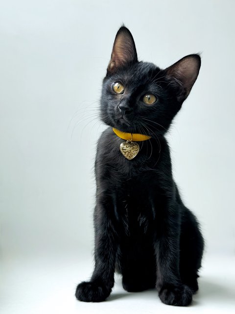 Plum - Domestic Short Hair Cat