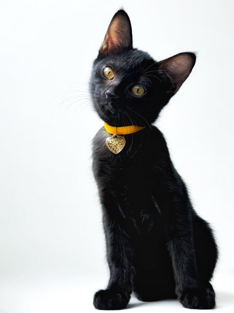 Plum - Domestic Short Hair Cat