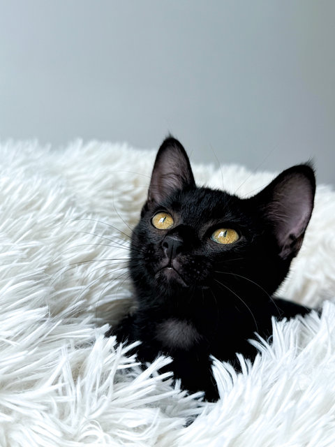 Plum - Domestic Short Hair Cat