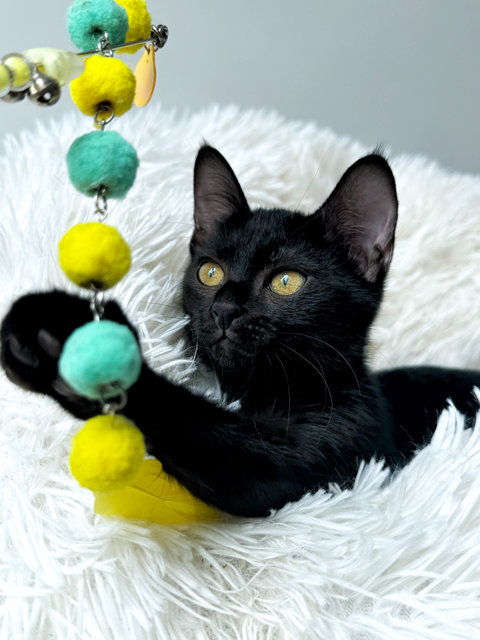 Plum - Domestic Short Hair Cat