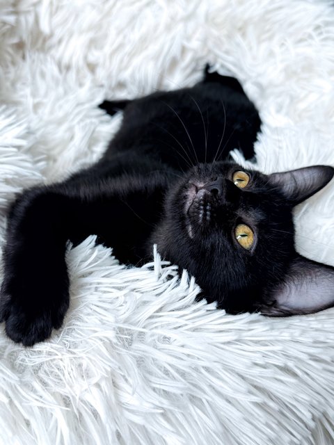 Plum - Domestic Short Hair Cat