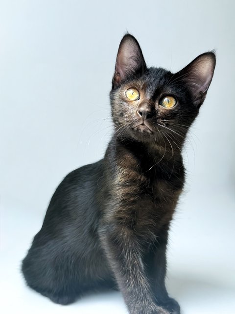 Plum - Domestic Short Hair Cat