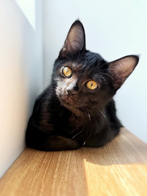 Plum - Domestic Short Hair Cat