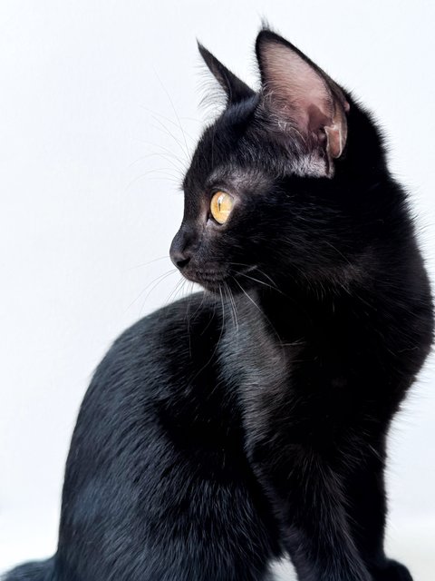 Plum - Domestic Short Hair Cat