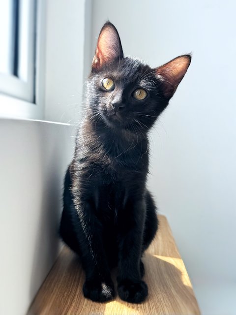 Plum - Domestic Short Hair Cat