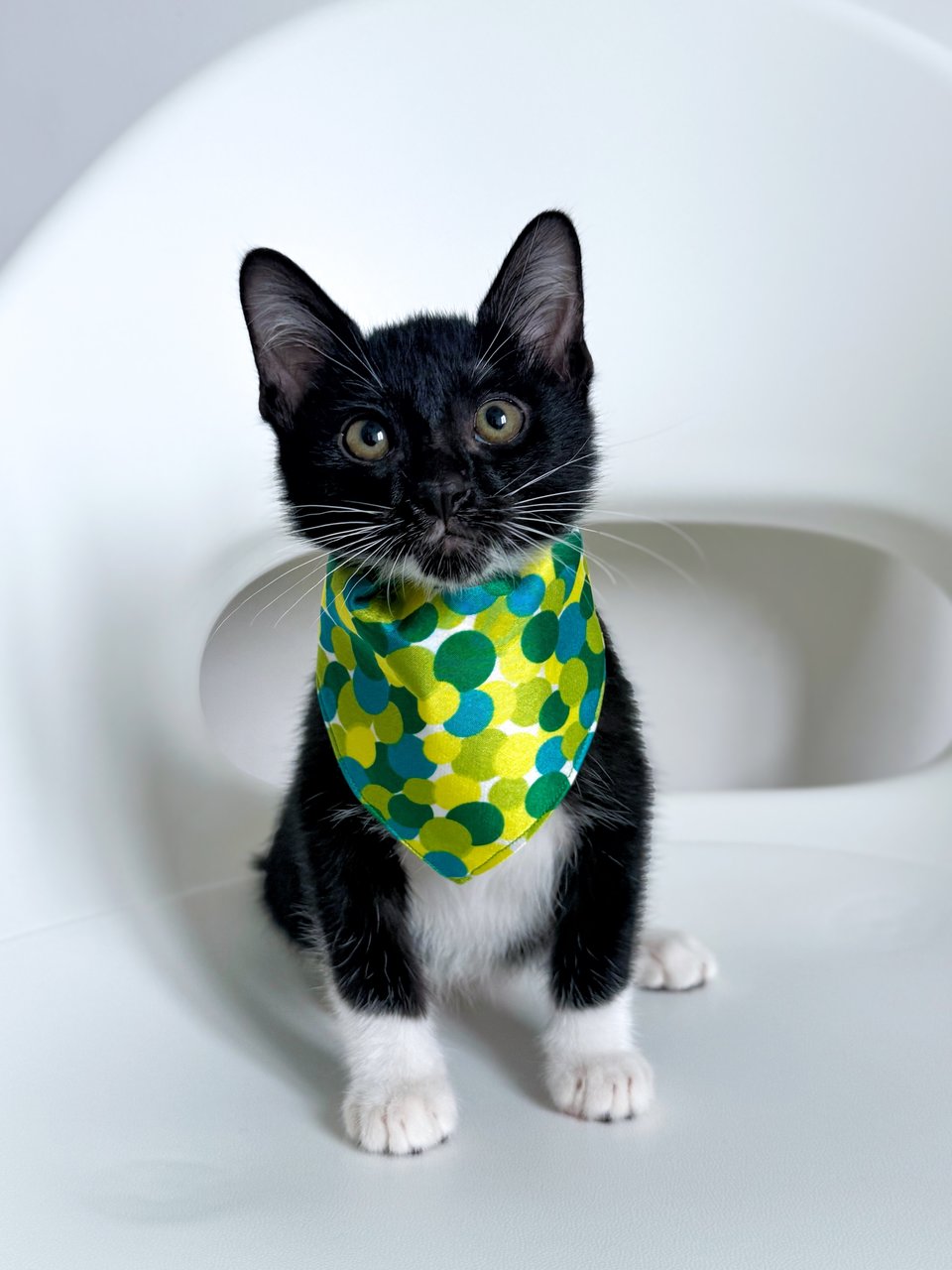 Jujube - Domestic Short Hair Cat