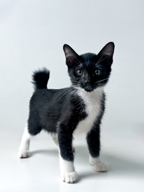 Jujube - Domestic Short Hair Cat