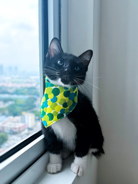 Jujube - Domestic Short Hair Cat