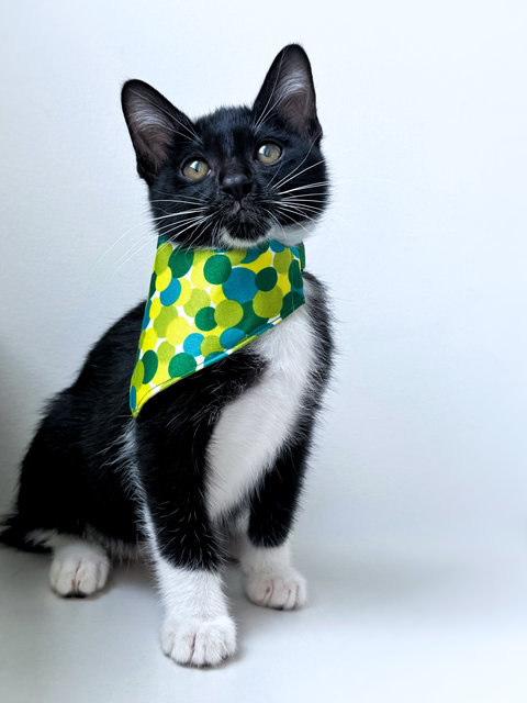 Jujube - Domestic Short Hair Cat