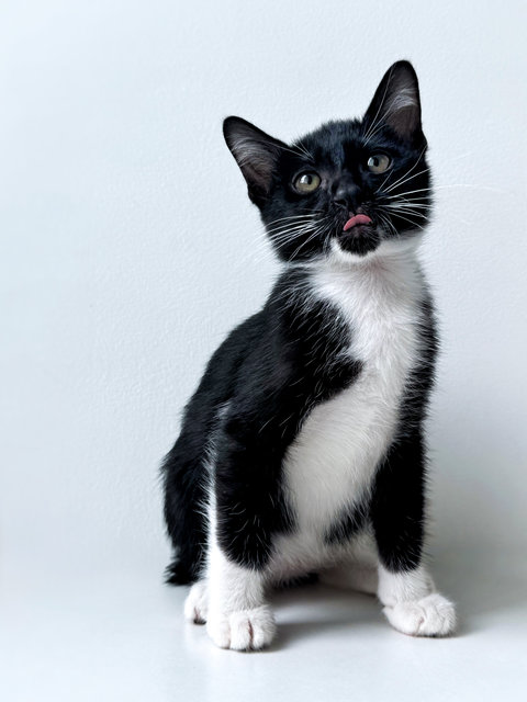 Jujube - Domestic Short Hair Cat