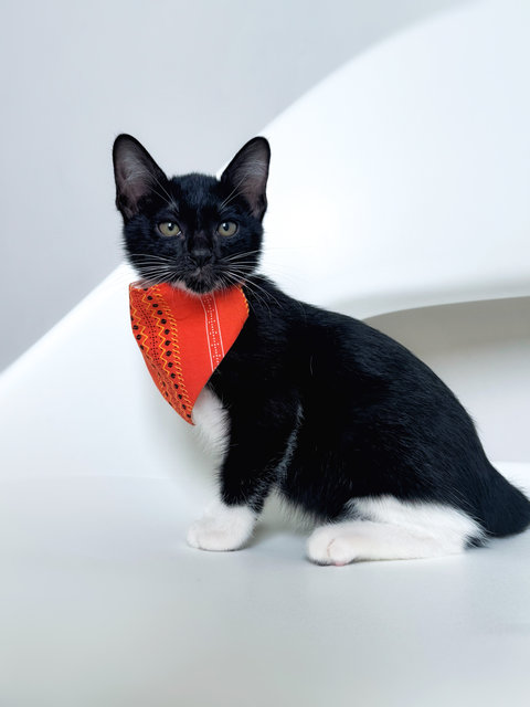 Jujube - Domestic Short Hair Cat