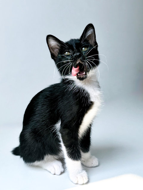 Jujube - Domestic Short Hair Cat