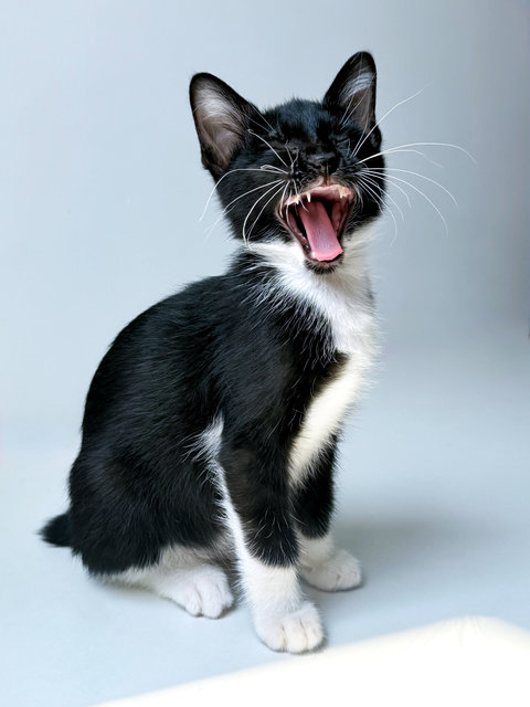 Jujube - Domestic Short Hair Cat