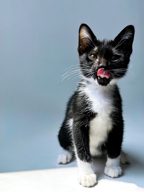 Jujube - Domestic Short Hair Cat