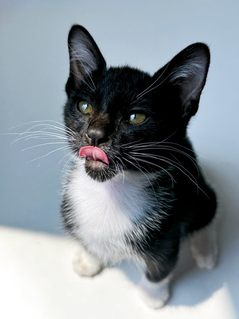 Jujube - Domestic Short Hair Cat