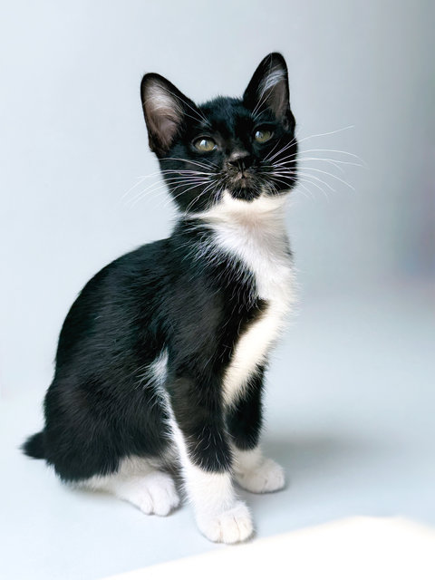 Jujube - Domestic Short Hair Cat
