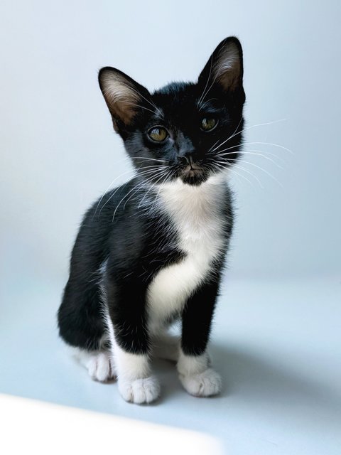 Jujube - Domestic Short Hair Cat