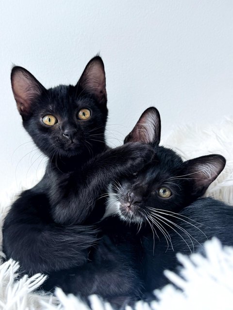 Jujube - Domestic Short Hair Cat