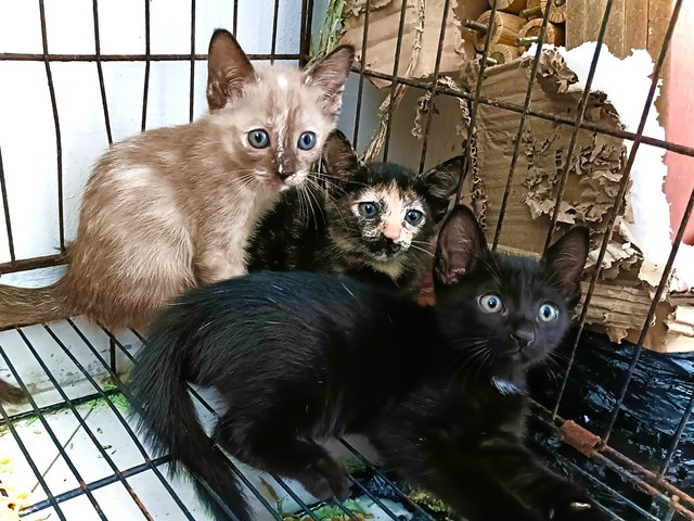 Rumi, Mira And Zoey - Domestic Short Hair Cat
