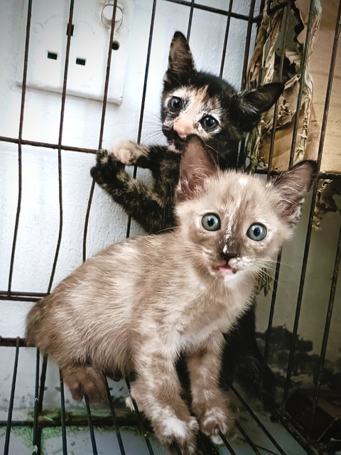 Rumi, Mira And Zoey - Domestic Short Hair Cat